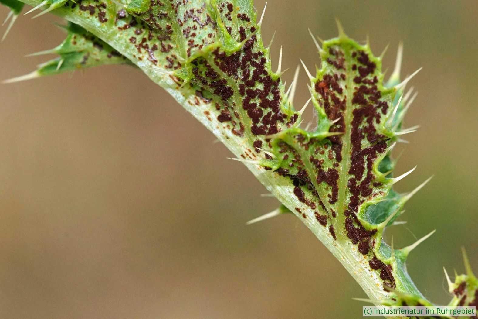 Ackerkratzdistel-Rost (Puccinia suaveolens) auf Acker-Kratzdistel (Cirsium arvense), UNESCO-Welterbe Zollverein, 31.08.2022