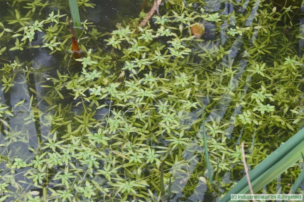 Sumpf-Wasserstern (Callitriche palustris agg.), UNESCO-Welterbe Zollverein, 22.10.2022