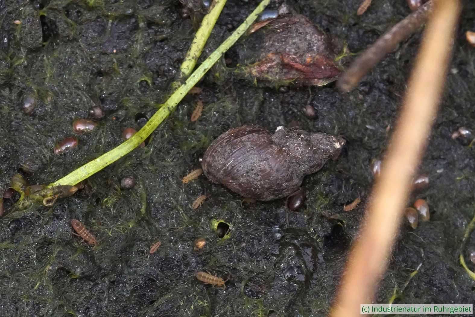 Gemeine Sumpfschnecke (Stagnicola palustris) und mehrere Springschwänze (Isotomurus sp.), UNESCO-Welterbe Zollverein, 15.06.2024