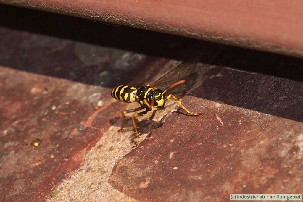 Haus-Feldwespe (Polistes dominula), UNESCO-Welterbe Zollverein, 11.06.2023