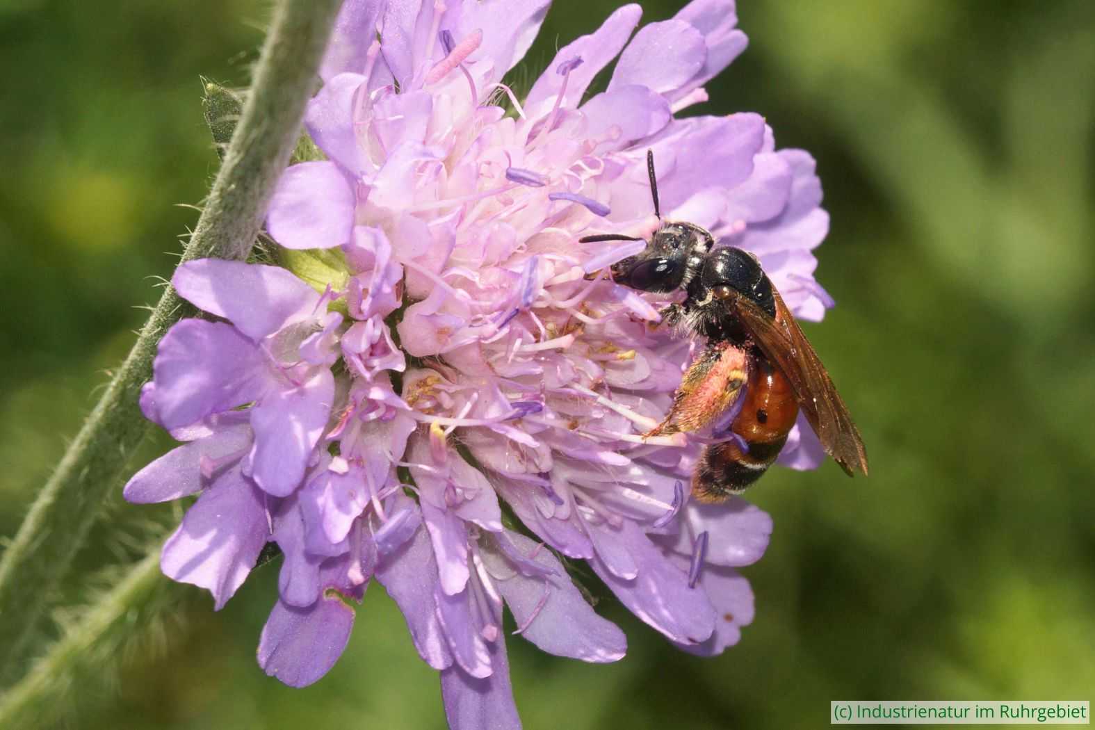 Knautien-Sandbiene (Andrena hattorfiana), UNESCO-Welterbe Zollverein, 11.06.2023