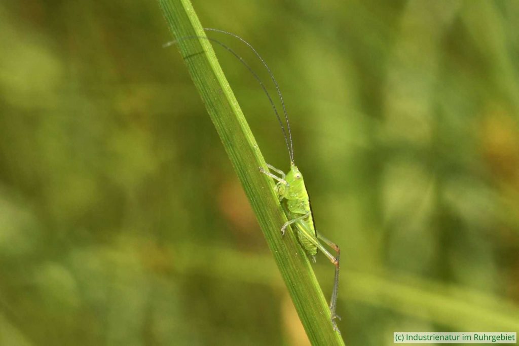 Männliche Nymphe der Langflügeligen Schwertschrecke (Conocephalus fuscus), UNESCO-Welterbe Zollverein, 11.06.2023