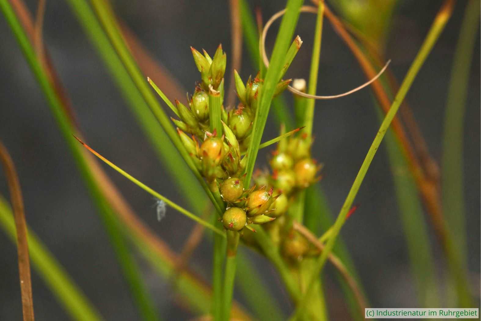 Zarte Binse (Juncus tenuis), UNESCO-Welterbe Zollverein, 28.06.2023