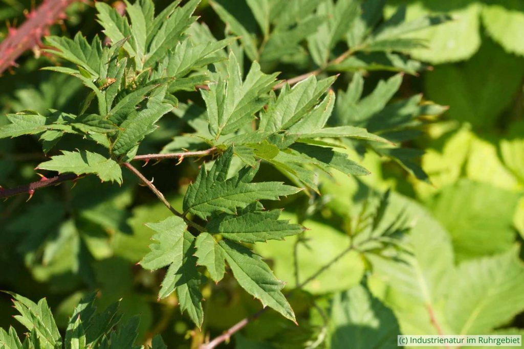 Schlitzblättrige Brombeere (Rubus laciniatus), UNESCO-Welterbe Zollverein, 08.07.2023