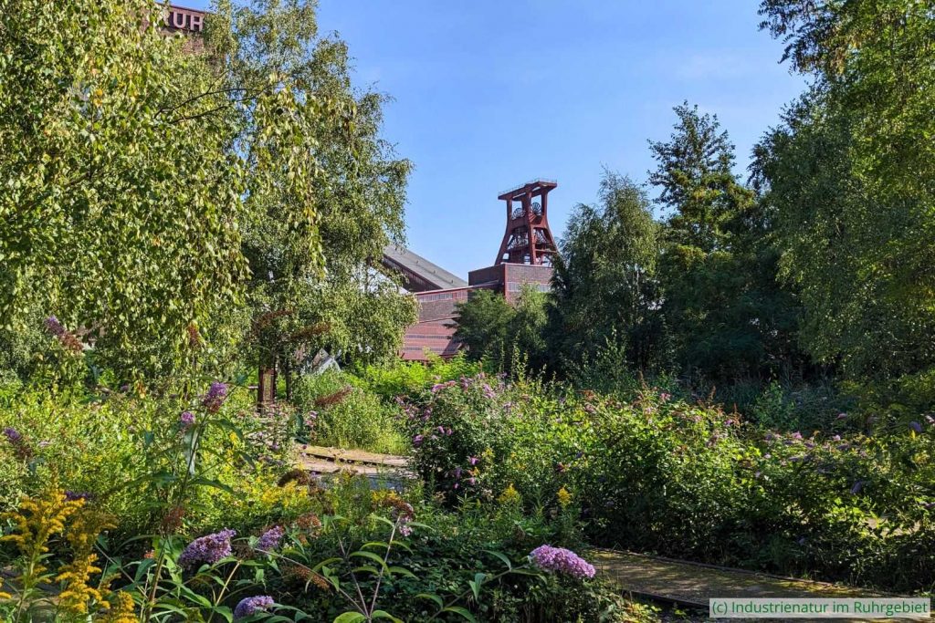Die südliche Gleisharfe im Spätsommer, UNESCO-Welterbe Zollverein, 21.08.2023