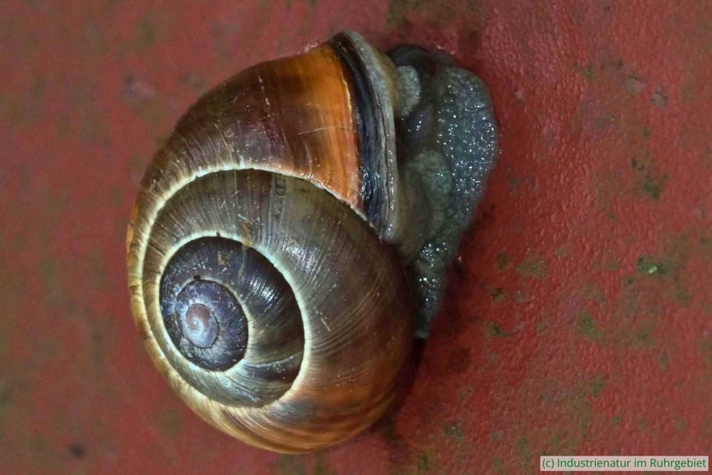 Hain-Bänderschnecke (Cepaea nemoralis), UNESCO-Welterbe Zollverein, 02.09.2023