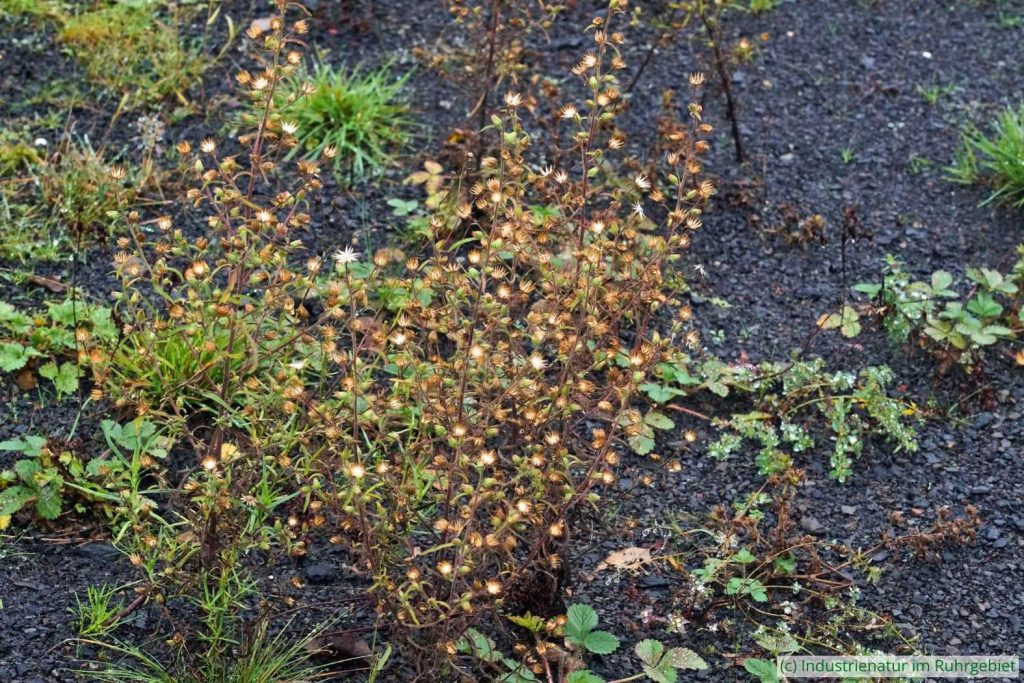Schmalblättriger Klebalant (Dittrichia graveolens), UNESCO-Welterbe Zollverein, 26.10.2023