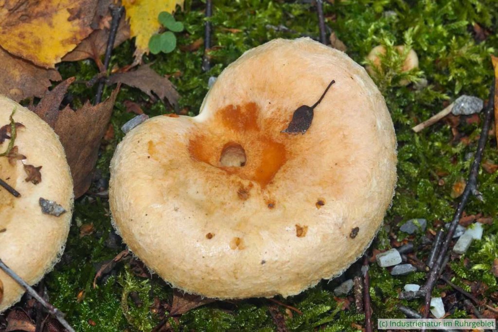 Flaumiger Birken-Milchling (Lactarius pubescens), UNESCO-Welterbe Zollverein, 02.11.2023