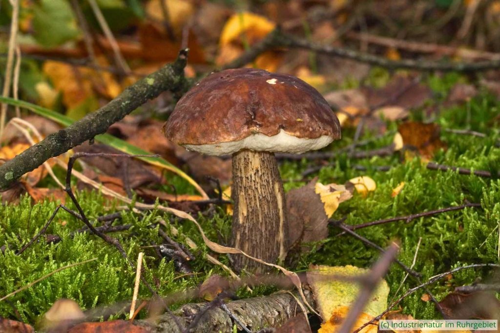 Gemeiner Birkenpilz (Leccinum scabrum), UNESCO-Welterbe Zollverein, 02.11.2023