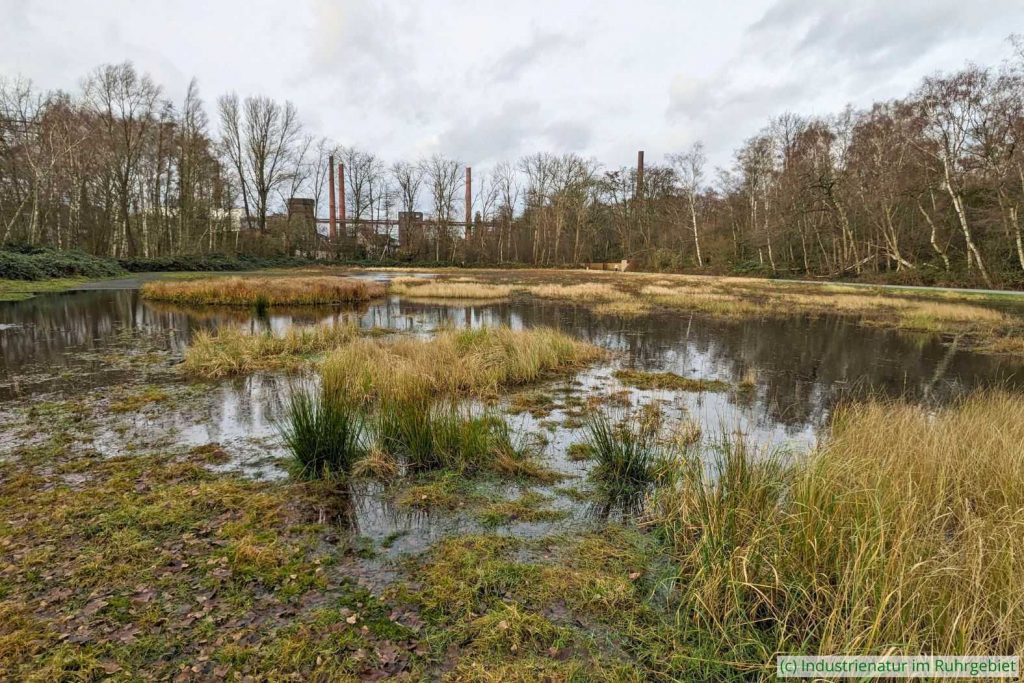 Fällt genügend Niederschlag, steht manchmal fast die gesamte Haldenfläche unter Wasser, UNESCO-Welterbe Zollverein, 28.12.2023