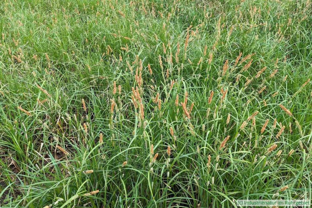 Sumpf-Segge (Carex acutiformis), UNESCO-Welterbe Zollverein, 13.04.2024