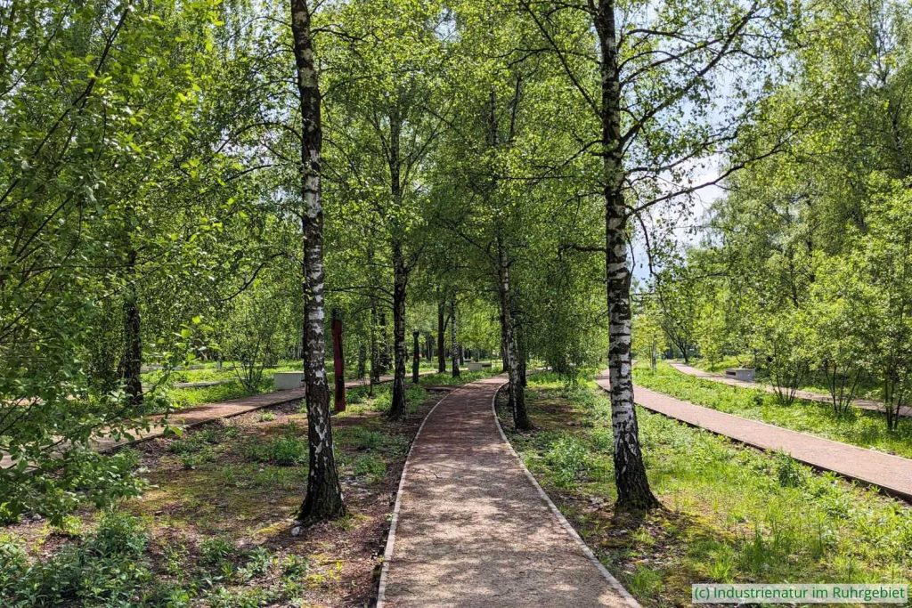 Hänge-Birken (Betula pendula) säumen die zu Wegen umgebauten ehemaligen Gleise der nördlichen Gleisharfe, UNESCO-Welterbe Zollverein, 05.05.2024