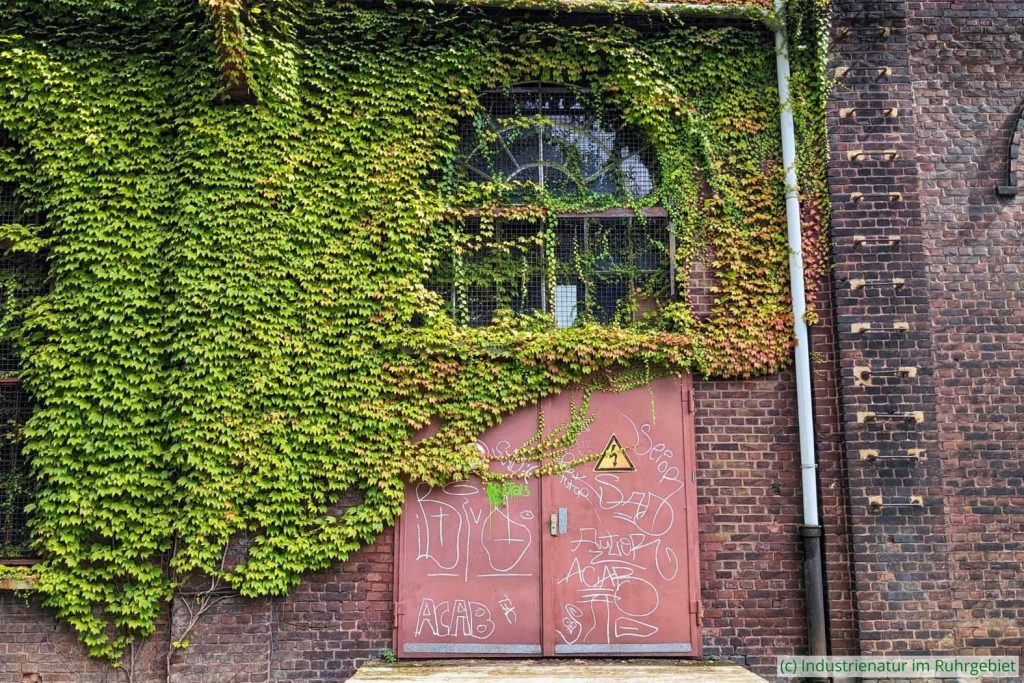 Dreispitzigen Jungfernrebe (Parthenocissus tricuspidata) am Maschinenhaus, UNESCO-Welterbe Zollverein, 01.03.2023