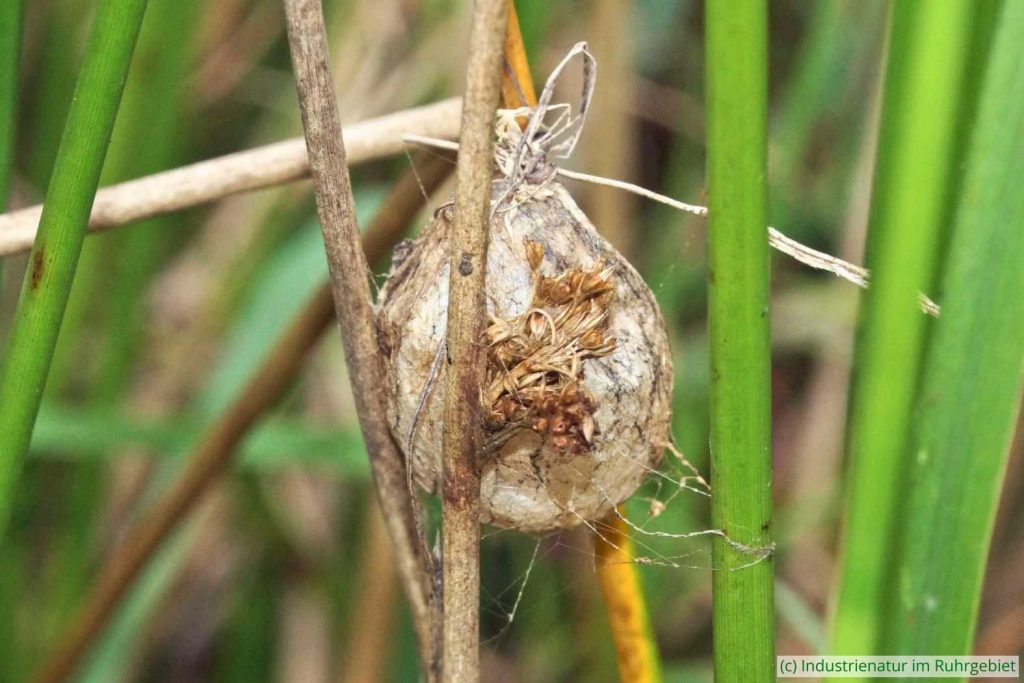 Kokon einer Wespenspinne (Argiope bruennichi), UNESCO-Welterbe Zollverein, 20.10.2024