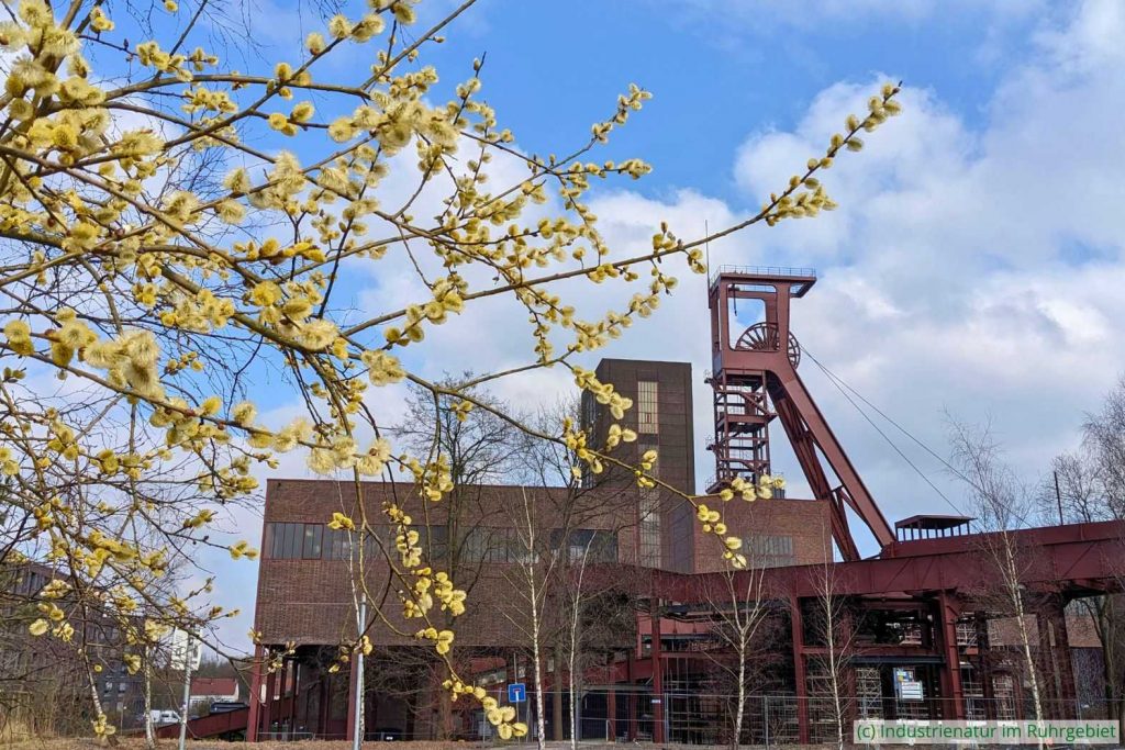 Blick auf die Schachtanlage Zollverein 1/2/8, UNESCO-Welterbe Zollverein, 15.03.2025