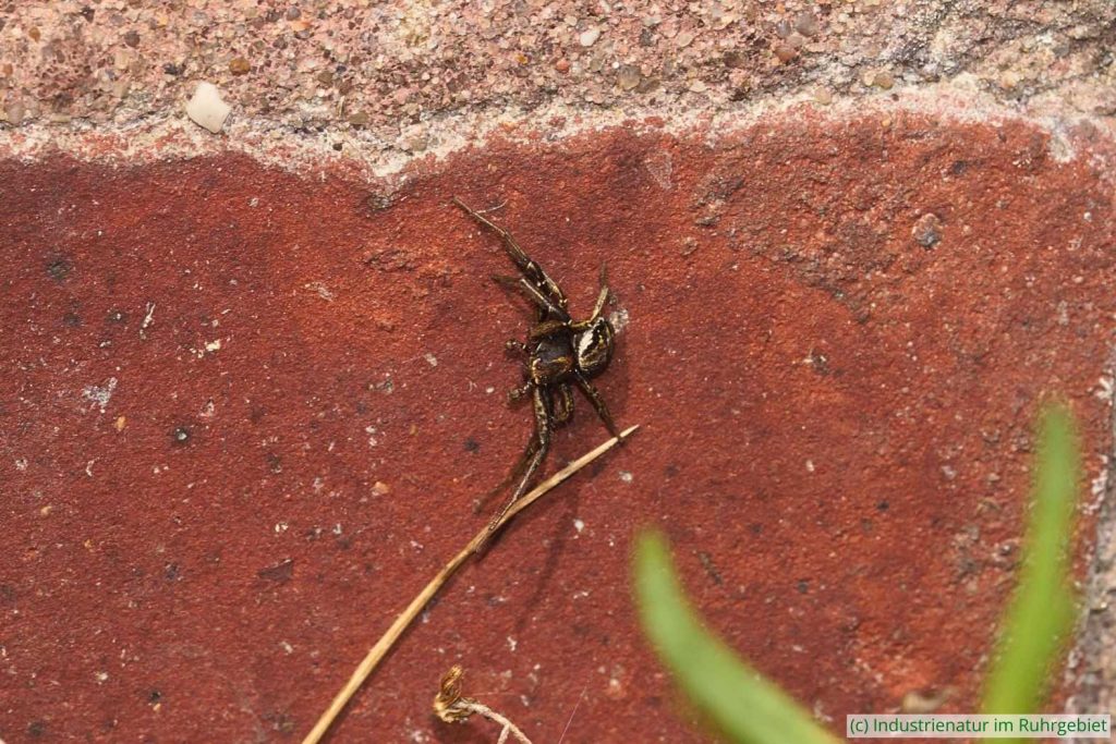 Buschkrabbenspinne (Xysticus sp.), UNESCO-Welterbe Zollverein, 19.04.2025