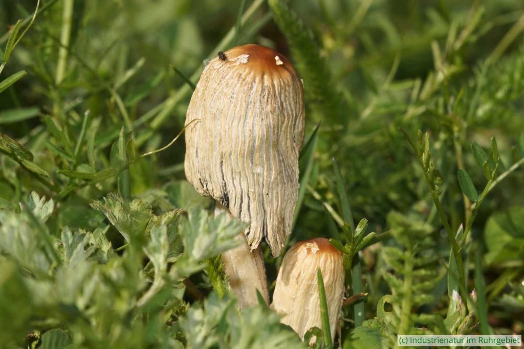 Falten-Tintling (Coprinopsis atramentaria), UNESCO-Welterbe Zollverein, 27.04.2025