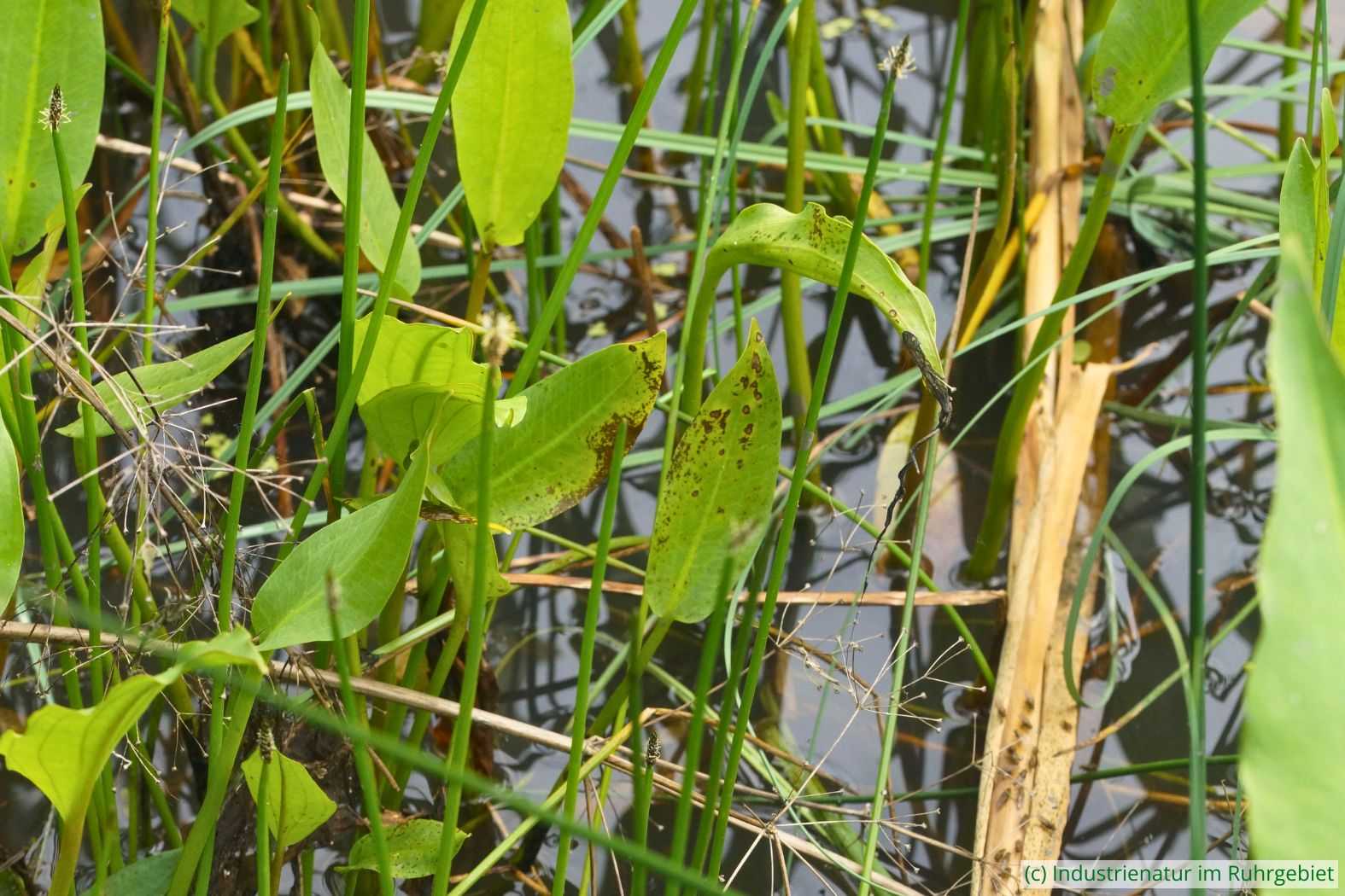 Gewöhnlicher Froschlöffel (Alisma plantago-aquatica) und Gewöhnliche Sumpfbinse (Eleocharis palustris agg.), UNESCO-Welterbe Zollverein, 11.06.2025