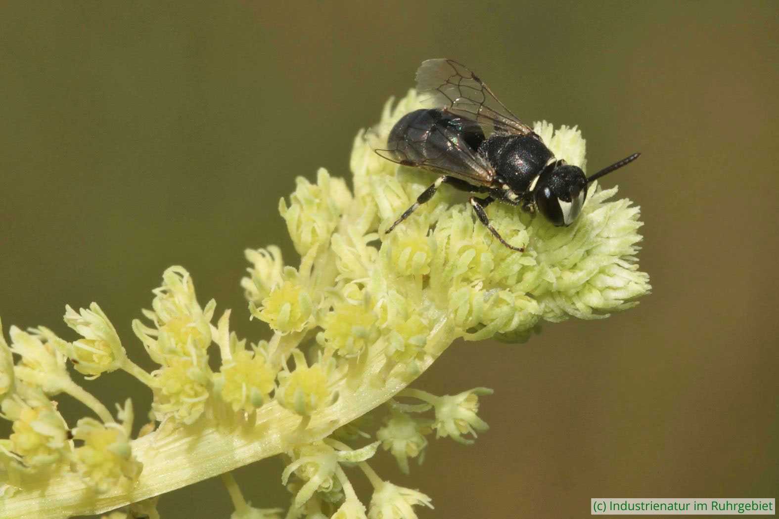 Reseden-Maskenbiene (Hylaeus signatus) auf Gelbem Wau (Reseda lutea), UNESCO-Welterbe Zollverein, 14.06.2025