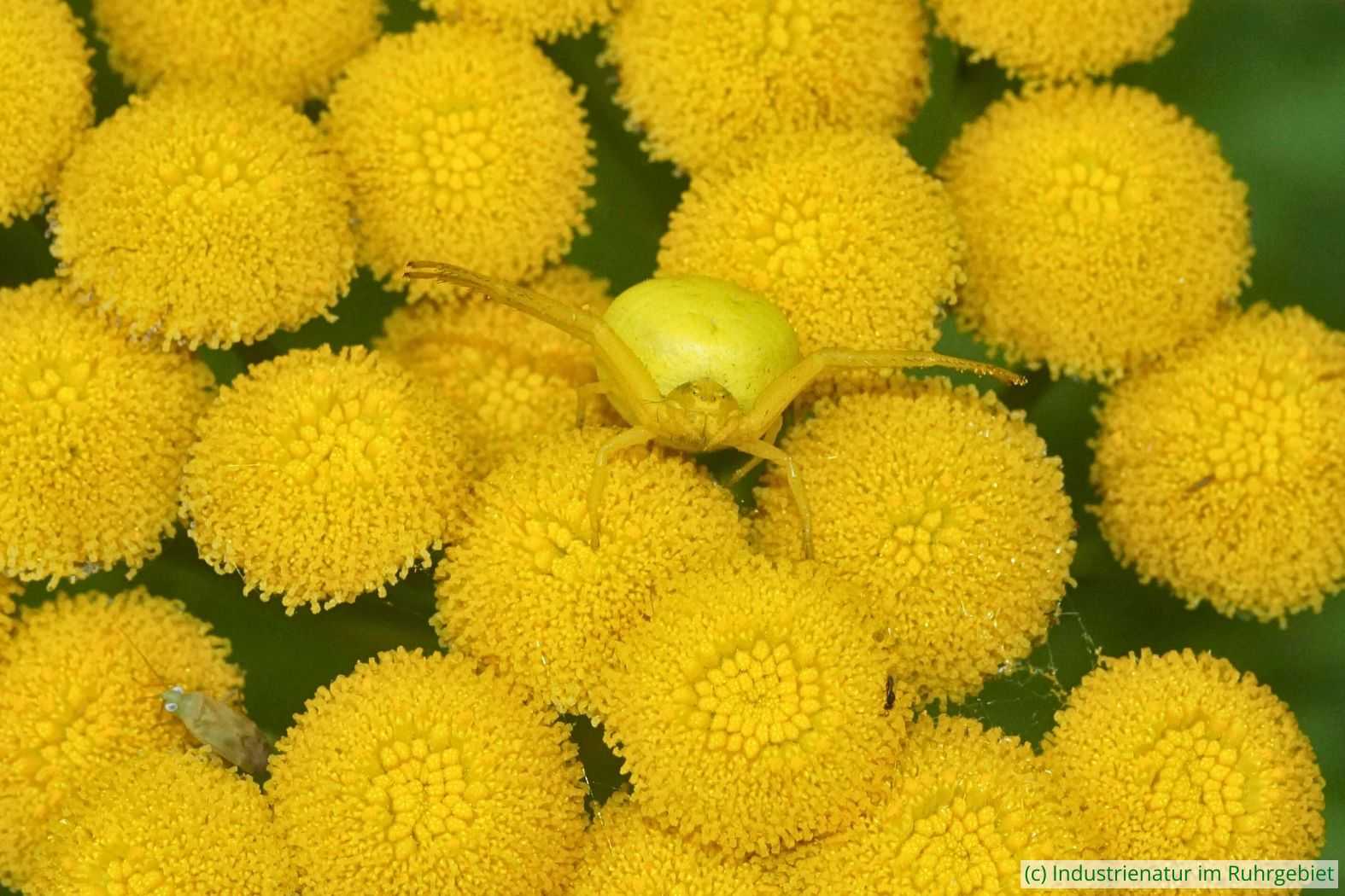 Veränderliche Krabbenspinne (Misumena vatia) und Rainfarn-Weichwanze (Megalocoleus tanaceti) auf Rainfarn (Tanacetum vulgare), UNESCO-Welterbe Zollverein, 14.06.2025