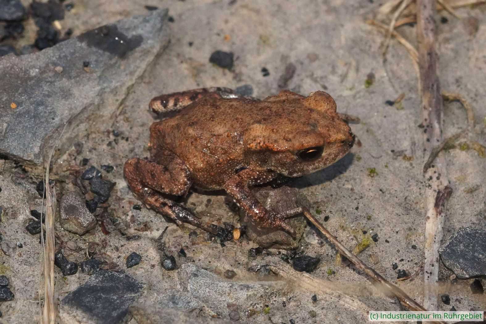 Junge Erdkröte (Bufo bufo), UNESCO-Welterbe Zollverein, 19.07.2025