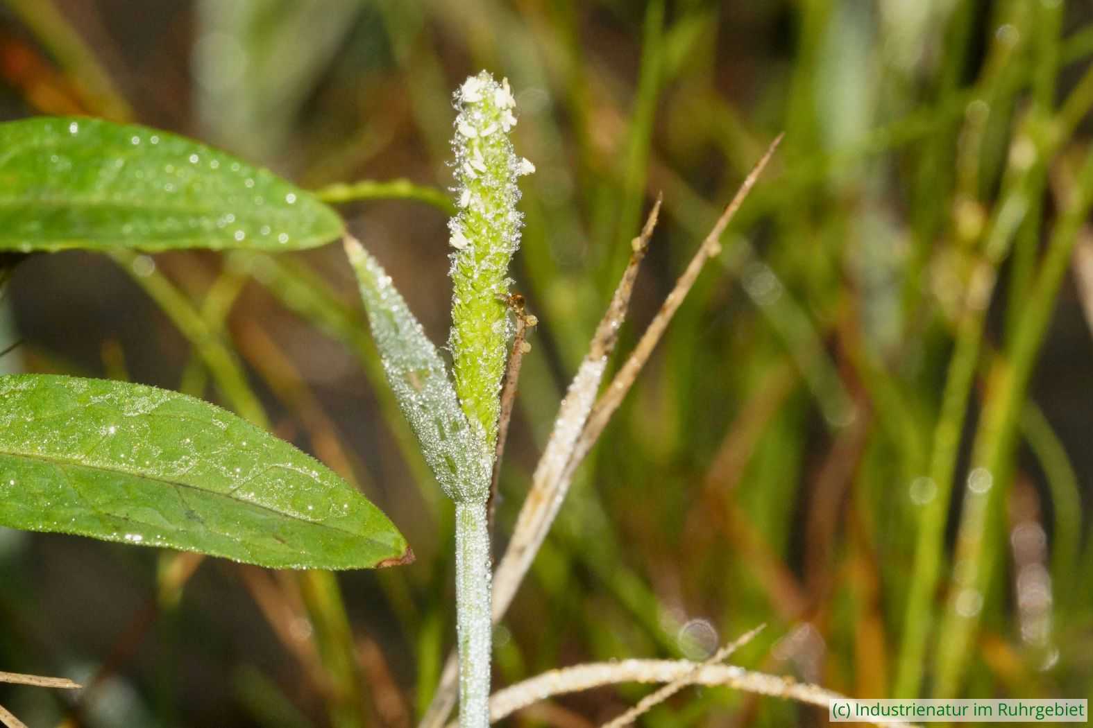 Knick-Fuchsschwanzgras (Alopecurus geniculatus), UNESCO-Welterbe Zollverein, 19.07.2025
