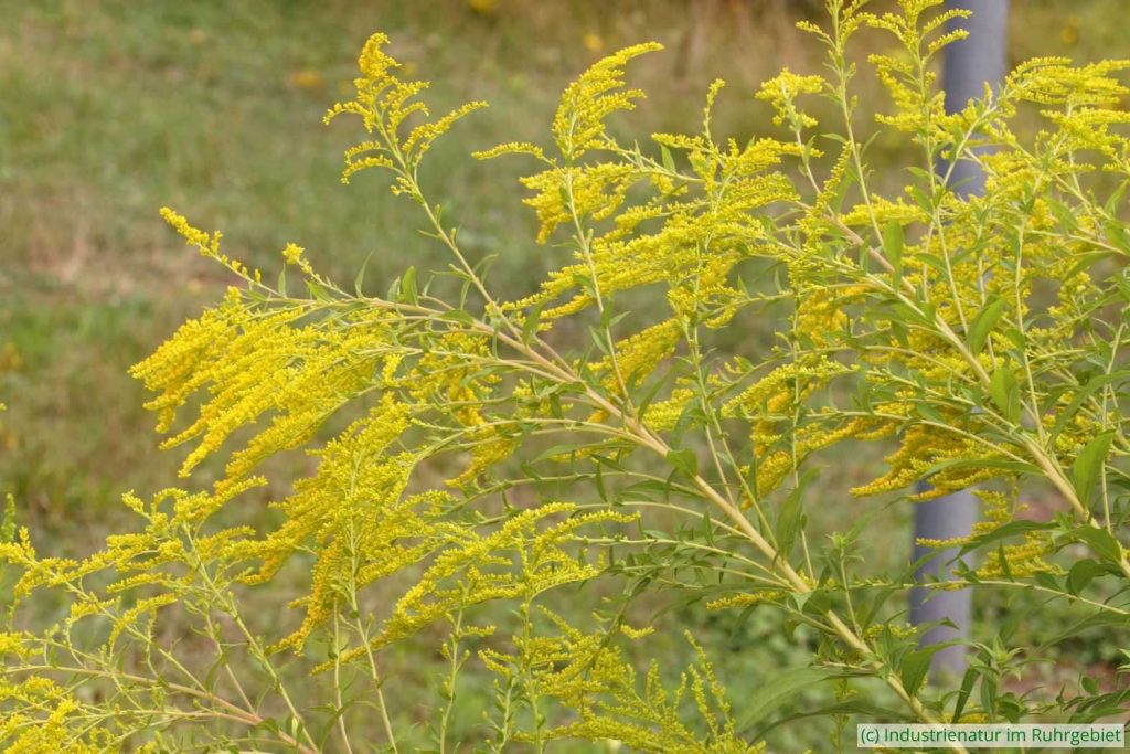 Kanadische Goldrute (Solidago canadensis), UNESCO-Welterbe Zollverein, 03.08.2025