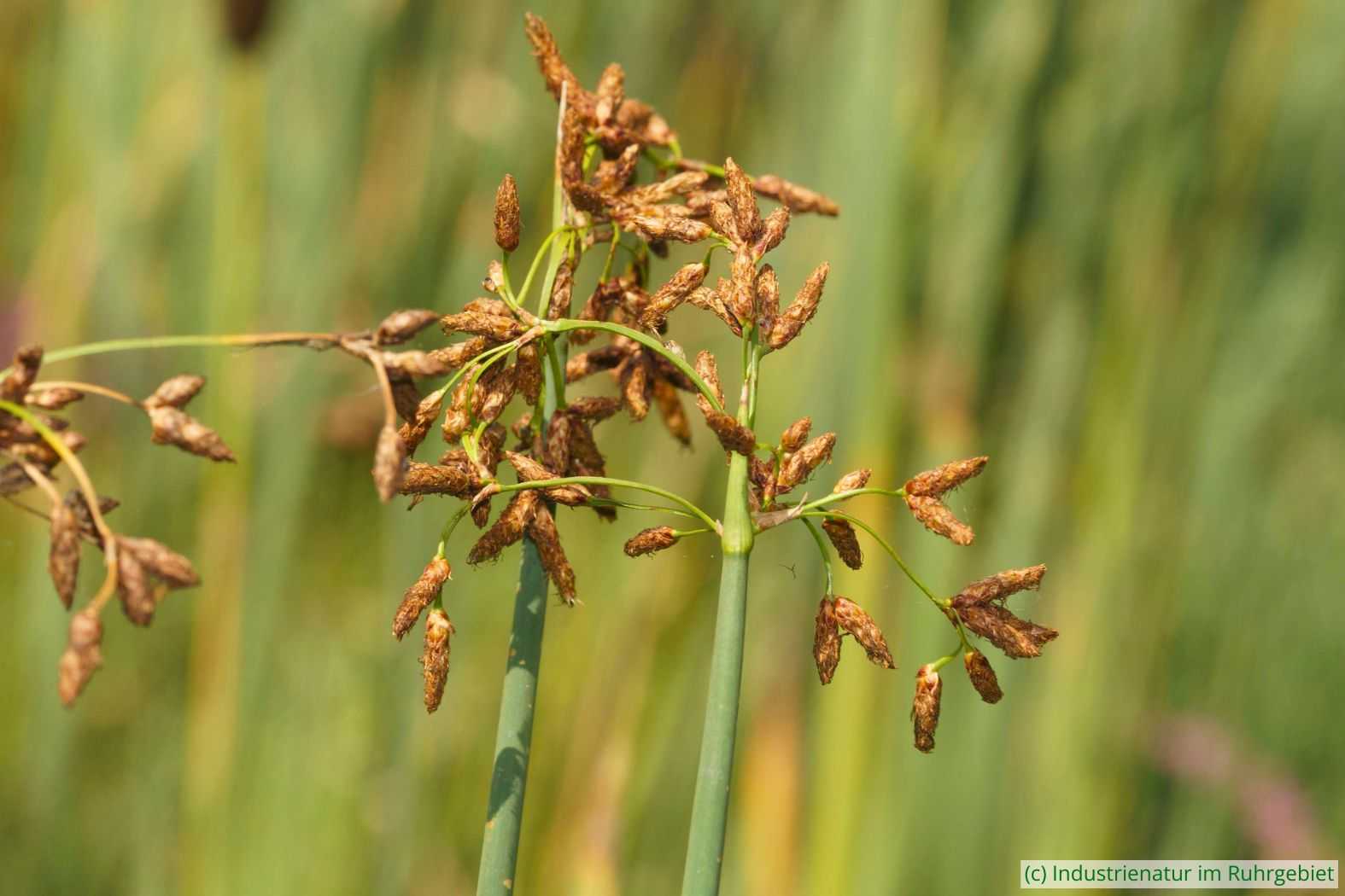 Gewöhnliche Teichsimse (Schoenoplectus lacustris agg.), UNESCO-Welterbe Zollverein, 03.08.2025