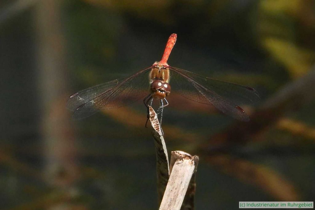 Männliche Große Heidelibelle (Sympetrum striolatum), UNESCO-Welterbe Zollverein, 03.08.2025