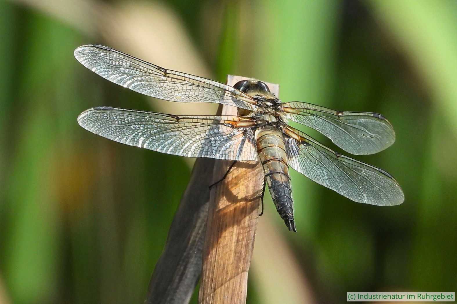 Vierfleck (Libellula quadrimaculata), UNESCO-Welterbe Zollverein, 03.08.2025
