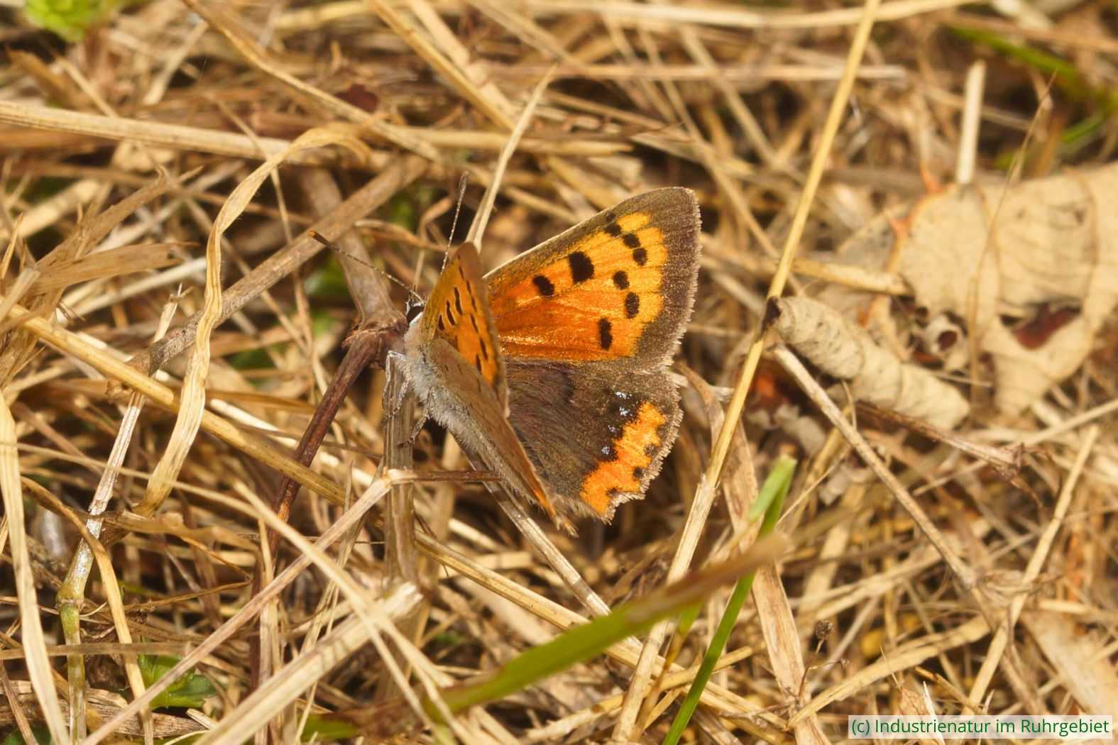 Kleiner Feuerfalter (Lycaena phlaeas), UNESCO-Welterbe Zollverein, 04.09.2025