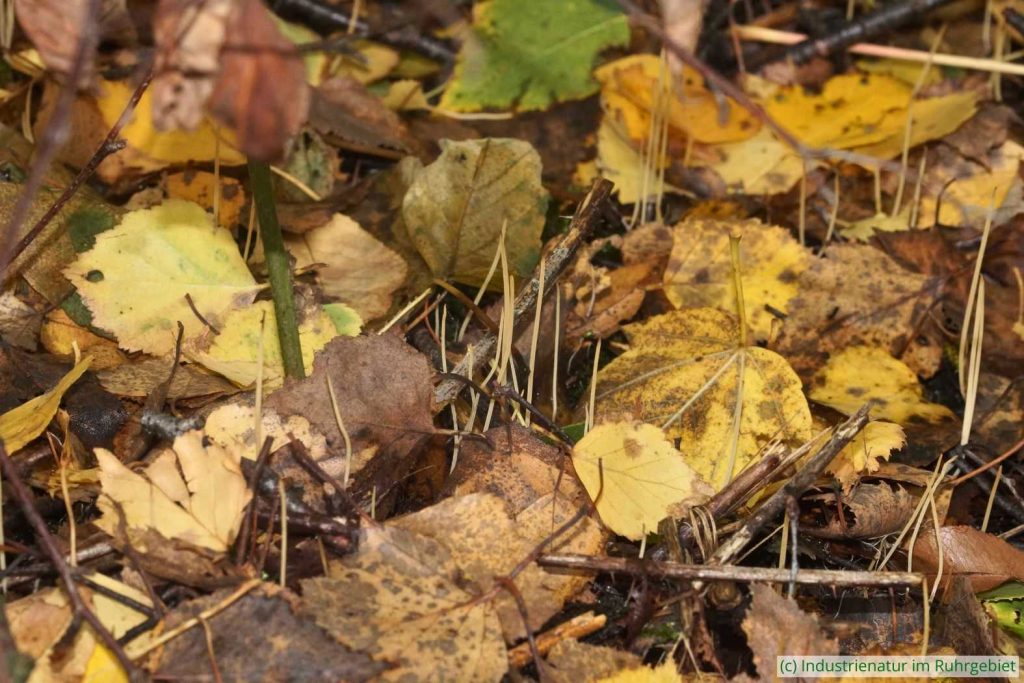 Gewöhnliche Binsenkeule (Macrotyphula filiformis), UNESCO-Welterbe Zollverein, 30.10.2025