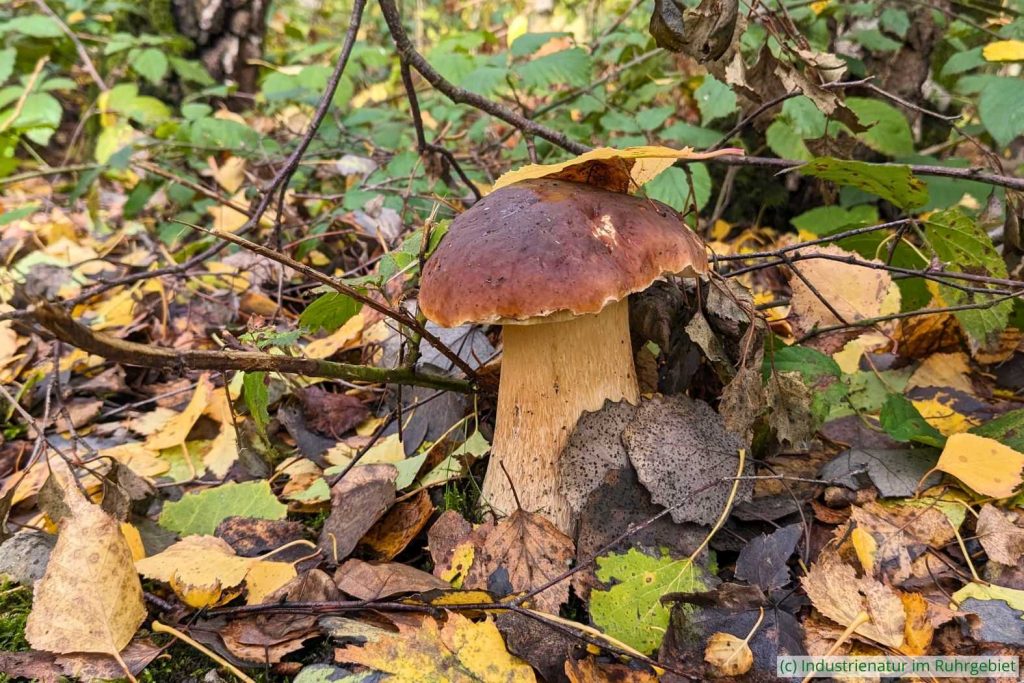 Gemeiner Steinpilz (Boletus edulis), UNESCO-Welterbe Zollverein, 30.10.2025