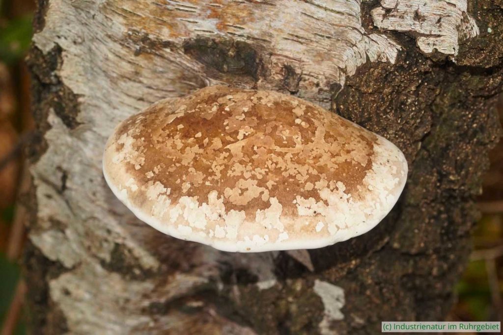 Birkenporling (Fomitopsis betulina), alter Fruchtkörper, UNESCO-Welterbe Zollverein, 22.11.2025