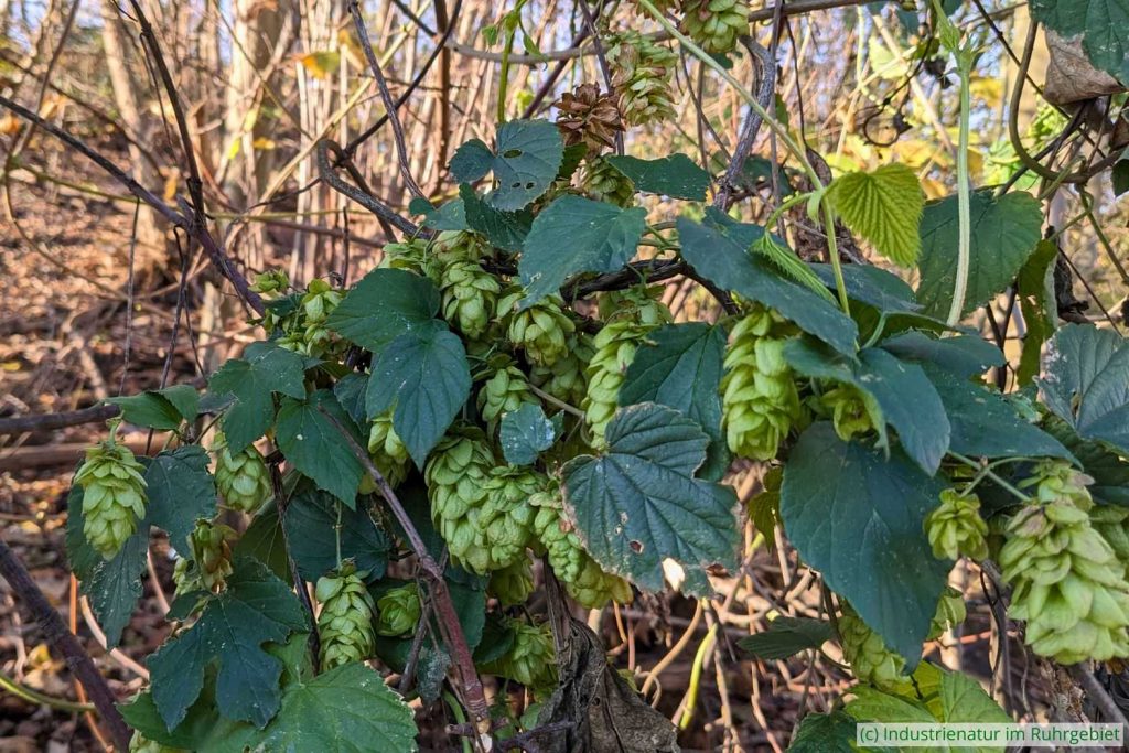Echter Hopfen (Humulus lupulus), UNESCO-Welterbe Zollverein, 25.11.2025