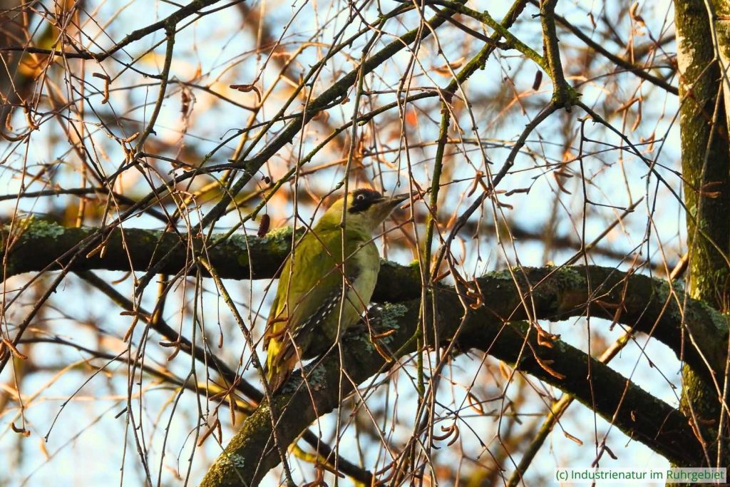 Grünspecht (Picus viridis), UNESCO-Welterbe Zollverein, 30.12.2025