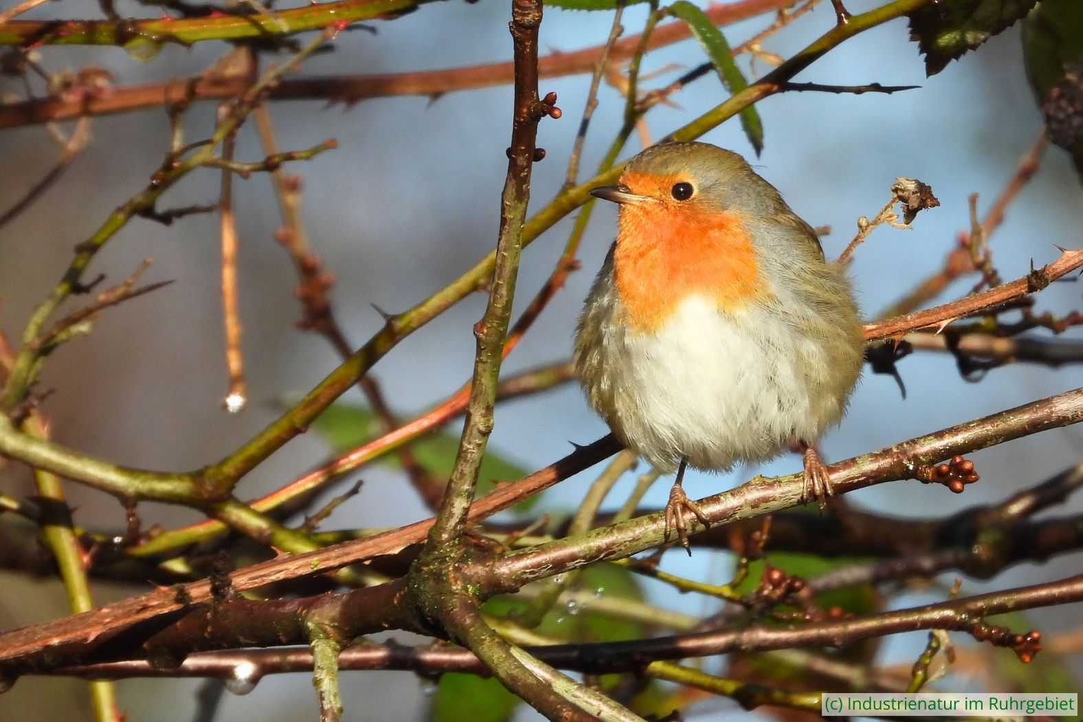 Rotkehlchen (Erithacus rubecula), UNESCO-Welterbe Zollverein, 30.12.2025