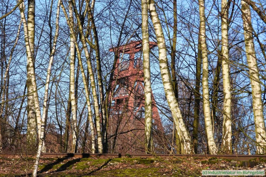 Pionierbäume und der zwischen 1928 und 1932 erbaute Förderturm auf Schacht XII, UNESCO-Welterbe Zollverein, 01.03.2023