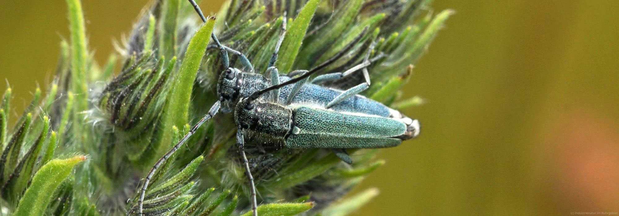 Dichtpunktierter Walzenhalsbock (Opsilia coerulescens), Mottbruchhalde, 29.05.2023
