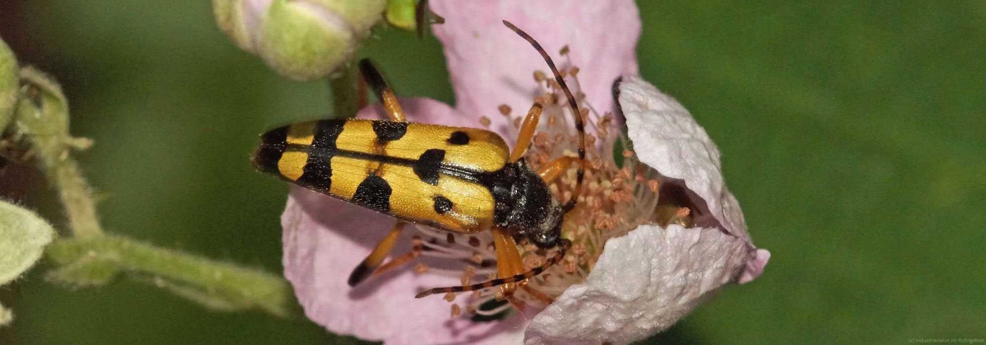 Gefleckter Schmalbock (Rutpela maculata), UNESCO-Welterbe Zollverein, 29.06.2019