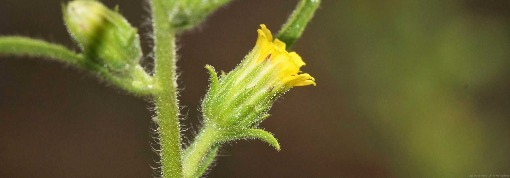 Schmalblättriger Klebalant (Dittrichia graveolens), UNESCO-Welterbe Zollverein, 28.09.2024