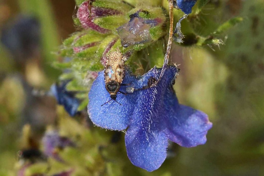 Natternkopf-Netzwanze (Dictyla echii), Brache Neue Mitte II, 26.06.2021