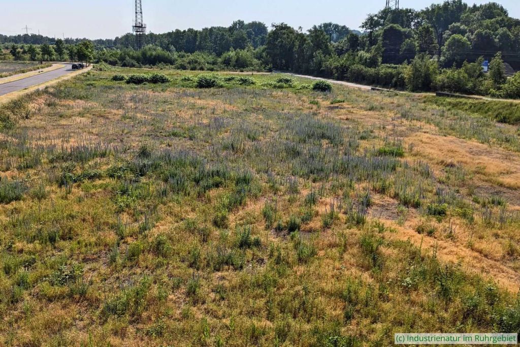 Lebensraum der Natternkopf-Netzwanze (Dictyla echii) auf der Brache Neue Mitte II, 09.06.2023