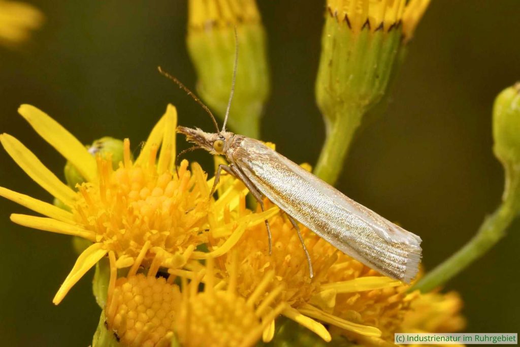 Weißer Graszünsler (Crambus perlella) auf Schmalblättrigem Greiskraut (Senecio inaequidens), Brache Vondern, 08.07.2017