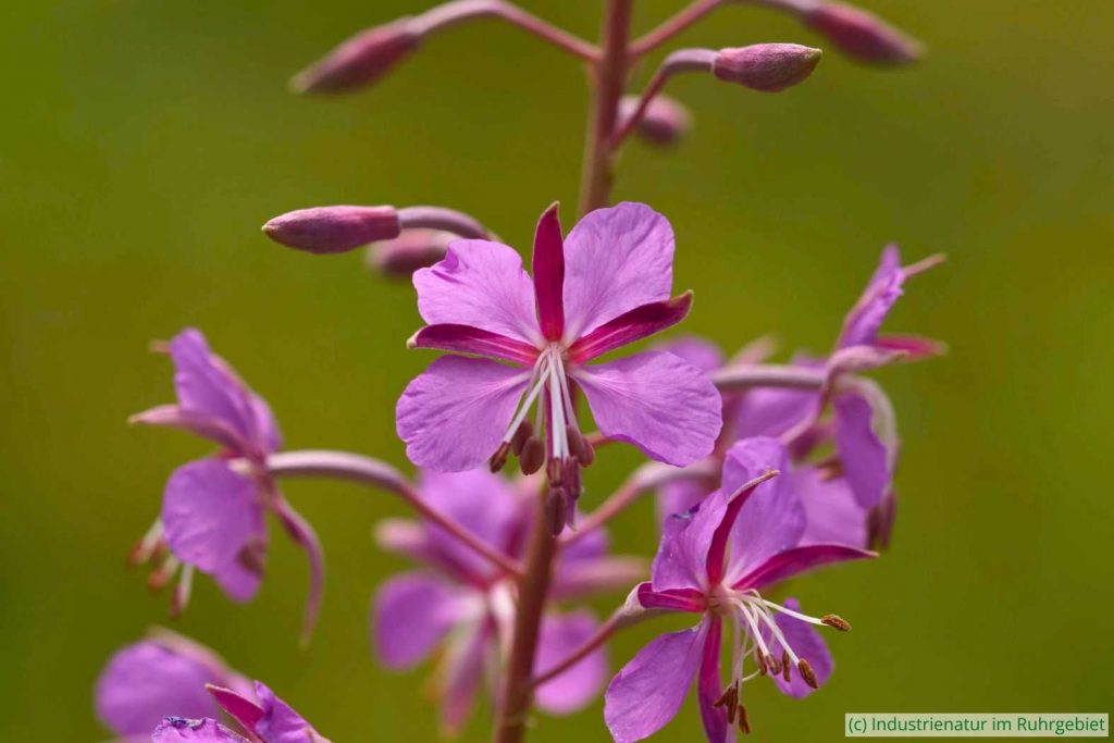 Schmalblättriges Weidenröschen (Epilobium angustifolium), Gleispark Frintrop, 24.07.2016