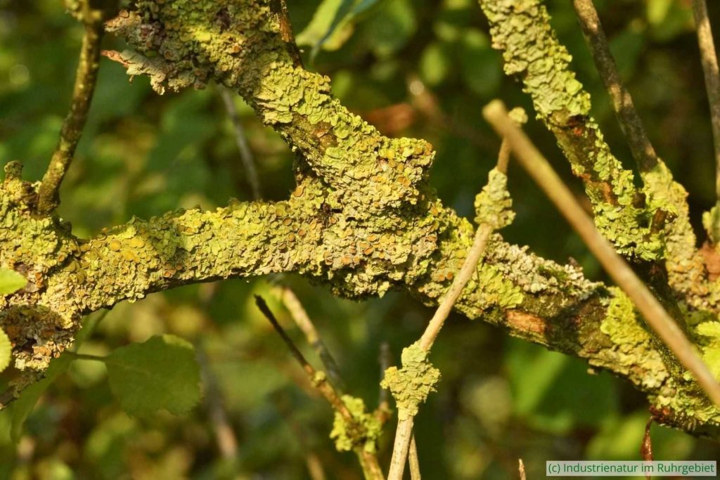 Gewöhnliche Gelbflechte (Xanthoria parietina), Gleispark Frintrop, 06.08.2016
