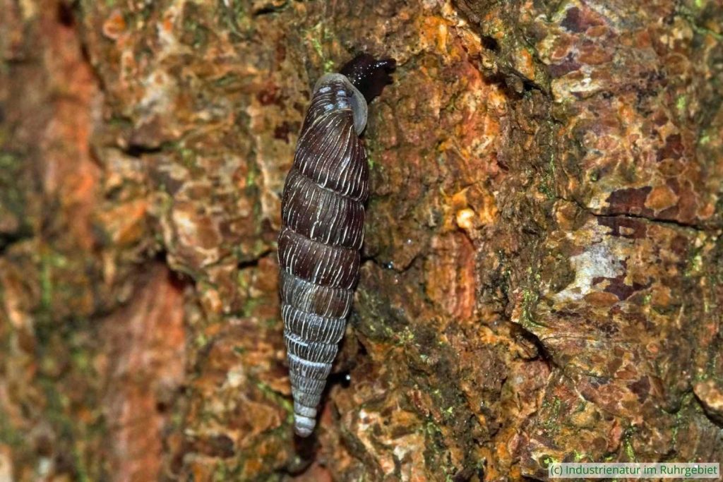 Gemeine Schließmundschnecke (Alinda biplicata), Gleispark Frintrop, 06.08.2016