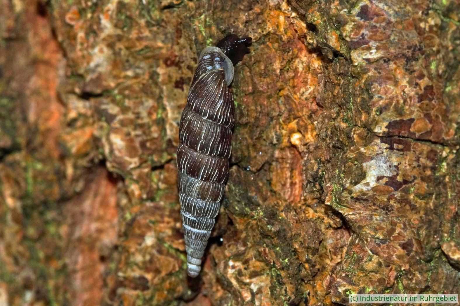Gemeine Schließmundschnecke (Alinda biplicata), Gleispark Frintrop, 06.08.2016