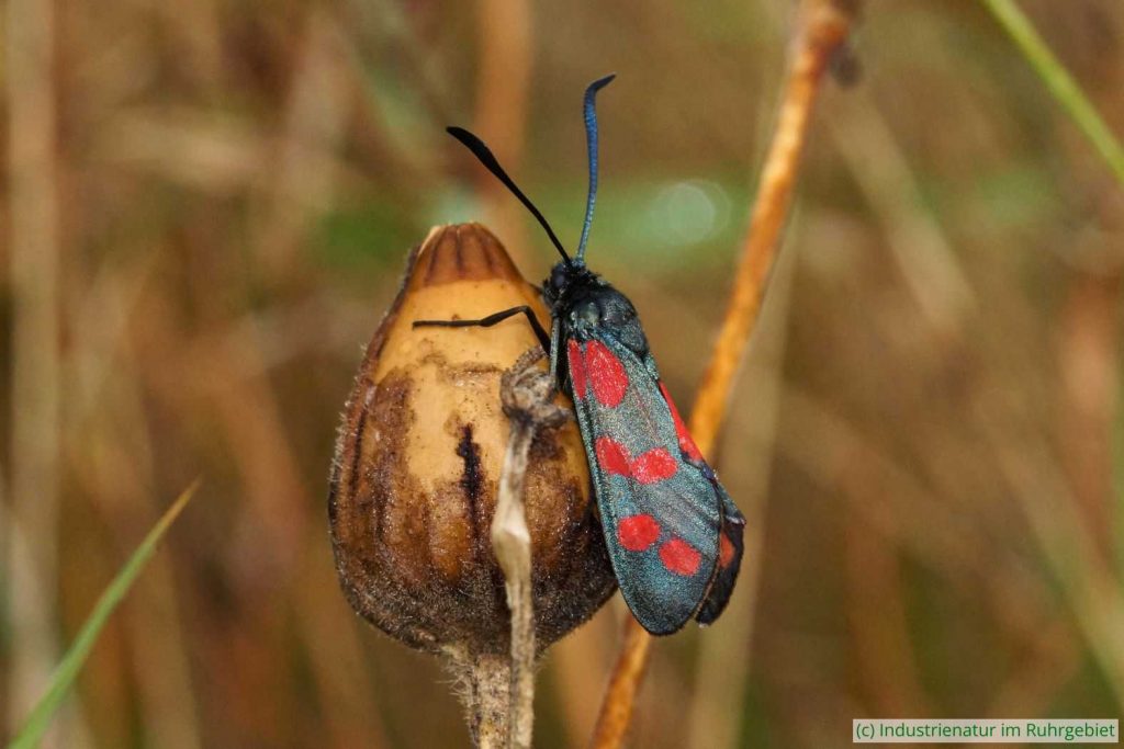 Sechsfleck-Widderchen (Zygaena filipendulae), Gleispark Frintrop, 21.08.2016