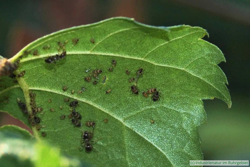Gestreifte Birkenblattlaus (Callipterinella tuberculata), Gleispark Frintrop, 23.08.2016